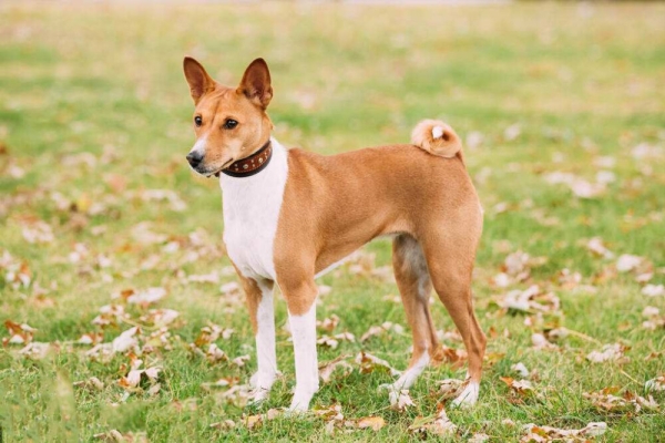 巴仙吉犬(原產於非洲中部地區的狩獵犬)